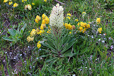 Strauß-Glockenblume