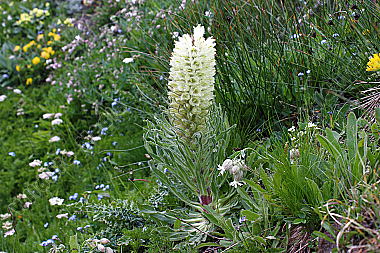 Strauß-Glockenblume