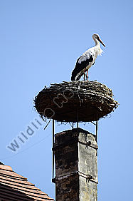 Zoologie, Vögel