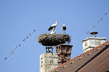 Österreich, Burgenland
