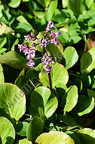 Botanik