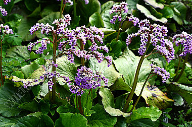Botanik