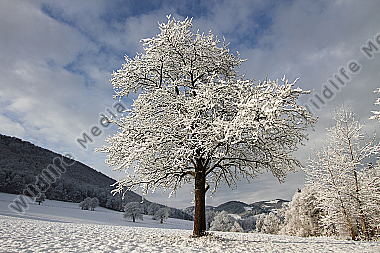 Verschneiter Mostbirnbaum