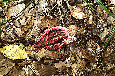 Tintenfischpilz