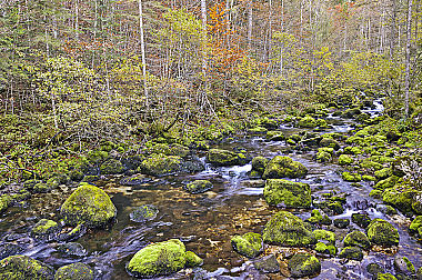 Piesslingbach im Herbst