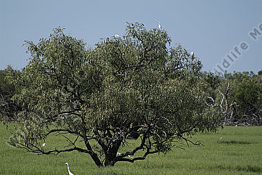 Australia, Northern Territory