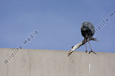 Graureiher in der Stadt