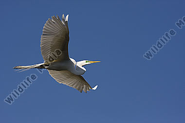 Silberreiher / Great Egret / Egretta alba