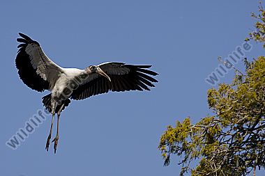 Waldstorch
