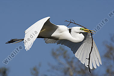 Silberreiher / Great Egret / Egretta alba