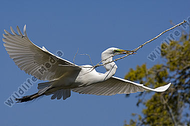 Silberreiher / Great Egret / Egretta alba
