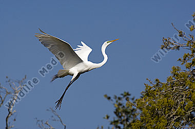 Silberreiher / Great Egret / Egretta alba