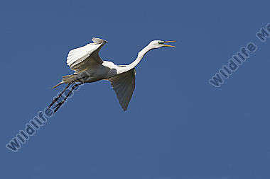 Silberreiher / Great Egret / Egretta alba