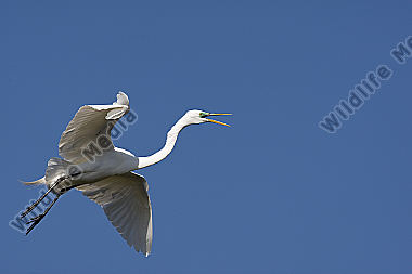 Silberreiher / Great Egret / Egretta alba