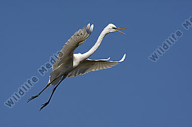 Silberreiher / Great Egret / Egretta alba