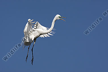 Silberreiher / Great Egret / Egretta alba