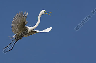 Silberreiher / Great Egret / Egretta alba