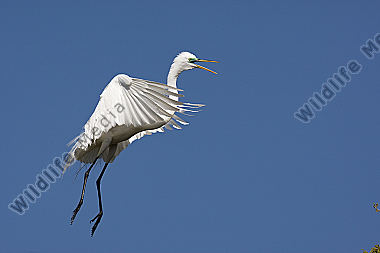 Silberreiher / Great Egret / Egretta alba
