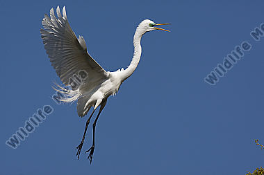 Silberreiher / Great Egret / Egretta alba
