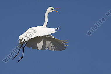 Silberreiher / Great Egret / Egretta alba