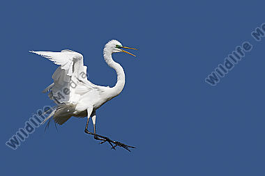 Silberreiher / Great Egret / Egretta alba