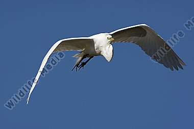 Silberreiher / Great Egret / Egretta alba
