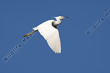 Kuhreiher / cattle egret