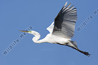 Silberreiher / Great Egret / Egretta alba