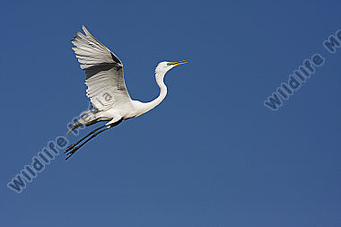 Silberreiher / Great Egret / Egretta alba