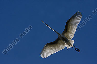 Silberreiher / Great Egret / Egretta alba