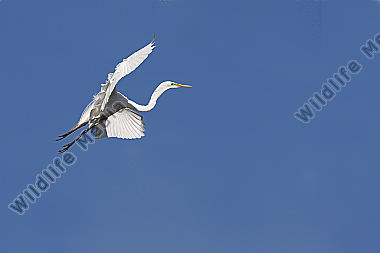 Silberreiher / Great Egret / Egretta alba