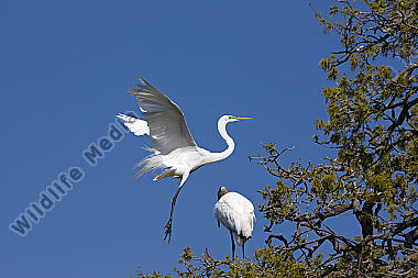 Silberreiher / Great Egret / Egretta alba