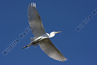 Silberreiher / Great Egret / Egretta alba