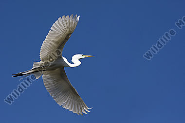 Silberreiher / Great Egret / Egretta alba