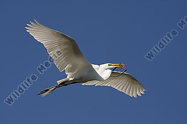 Silberreiher / Great Egret / Egretta alba