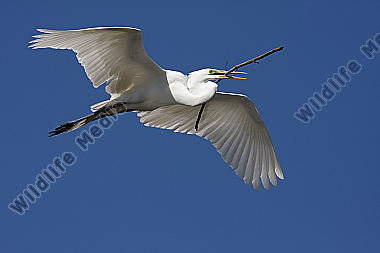 Silberreiher / Great Egret / Egretta alba