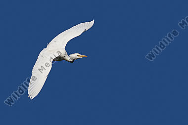 Kuhreiher / cattle egret / Bubulcus ibs