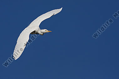 Kuhreiher / cattle egret / Bubulcus ibs