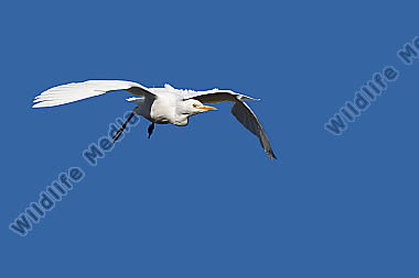Kuhreiher / cattle egret / Bubulcus ibs