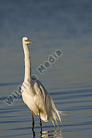 Silberreiher / Great Egret / Egretta alba