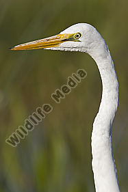 Silberreiher / Great Egret / Egretta alba