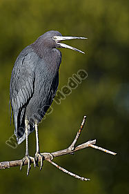 Blaureiher