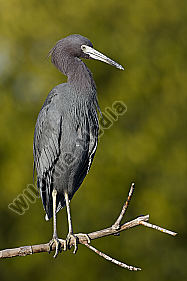 Blaureiher