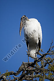 Waldstorch