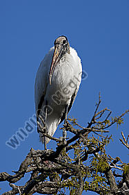 Waldstorch