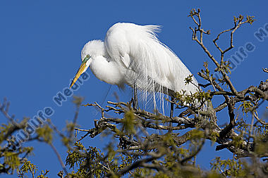 Silberreiher / Great Egret / Egretta alba
