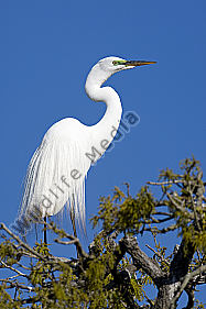 Silberreiher / Great Egret / Egretta alba
