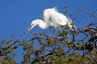 Silberreiher / Great Egret / Egretta alba
