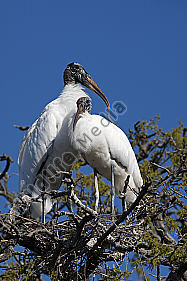 Waldstorch