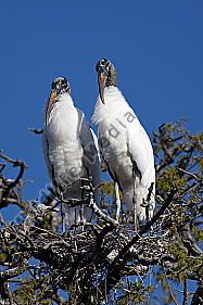 Waldstorch